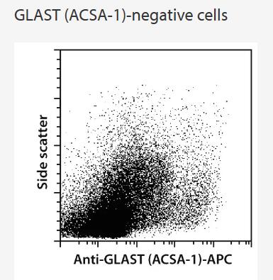 GLAST+ cells (positive fraction) were isolated from day 7 postnatal mouse brain tissue using the Neural Tissue Dissociation Kit (T), the gentleMACS Dissociator, FcR Blocking Reagent, mouse, the Anti-GLAST (ACSA-1) MicroBead Kit, a MiniMACS Separator, and an MS Column. Cells were fluorescently stained with Anti-GLAST (ACSA-1)-APC and analyzed by flow cytometry using the MACSQuant Analyzer. Cell debris and dead cells were excluded from the analysis based on scatter signals and propidium iodide fluorescence.